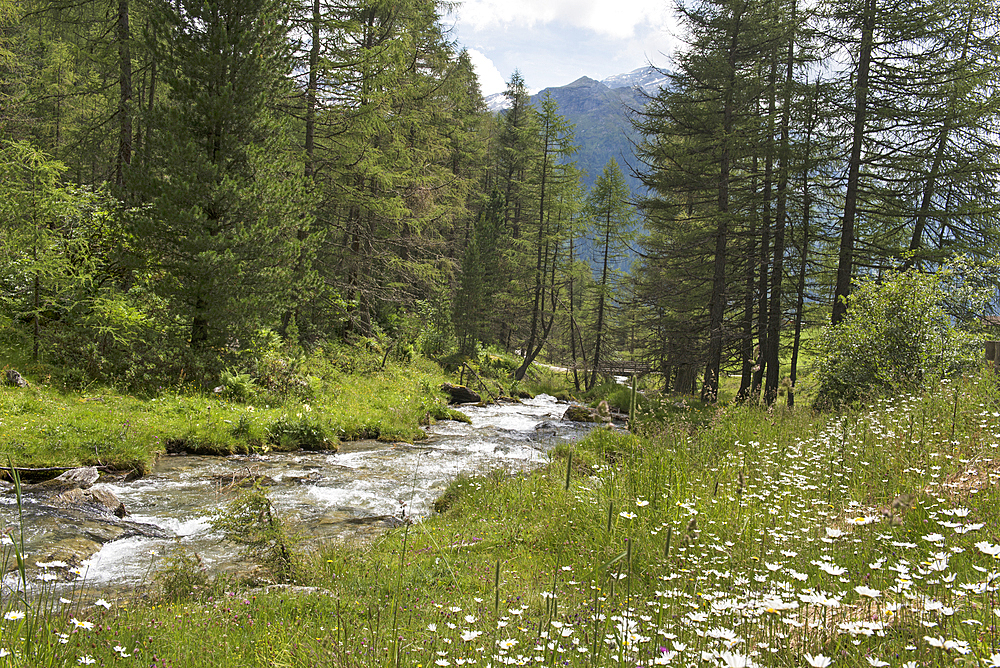 torrent, Riva Valley (Italian: Val di Riva, German: Reintal), adjacent to Ahrntal (Valle Aurina), Trentino-Alto Adige, Sudtyrol, South Tyrol, Italy, South-central Europe