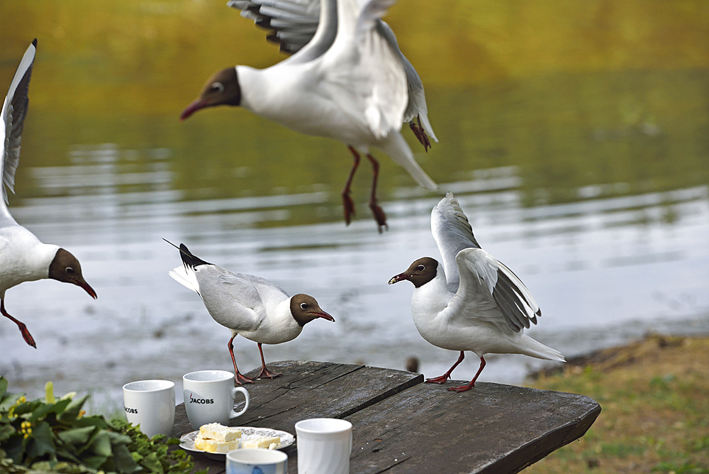 Black-headed gull (Chroicocephalus ridibundus) on the edge of Lusiai Lake at Paluse, Aukstaitija National Park, Lithuania, Europe