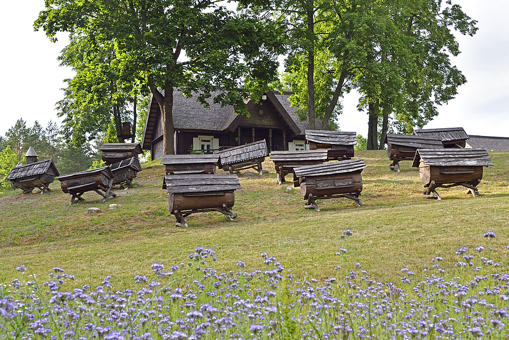 Phacelia (Phacelia tanacetifolia) in front of ancient beehives in the Beekeeping Museum, Stripeikiai, Aukstaitija National Park, Lithuania, Europe