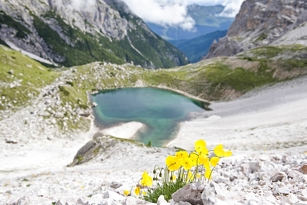 Alpine poppies above the Lago dei Piani inferiore, Three Peaks Nature Park, Dolomites, South Tyrol (Alto Adige), Italy