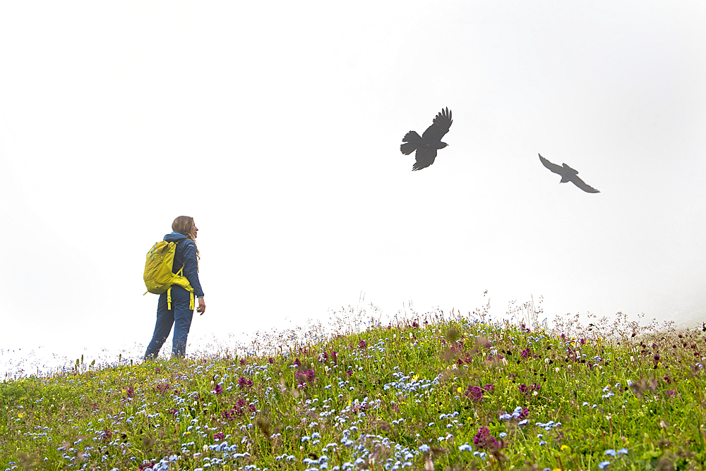 hiker watching yellow-billed chough (pyrrhocorax graculus) in the mist near the Lago di Cengia, Three Peaks nature park, Trentino-Alto Adige, Sudtyrol, South Tyrol, Italy, South-central Europe