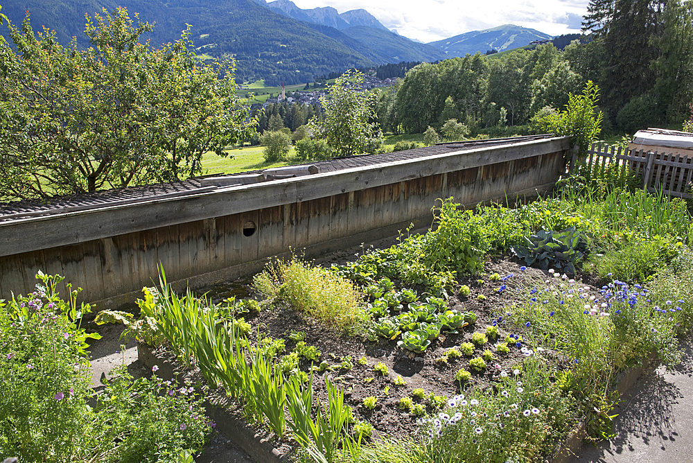 Vegetable garden, Agritourism farm Unterhaspahof, Montguelfo-Tesido, South Tyrol (Alto Adige), Italy