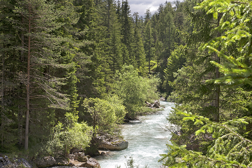 Mountain stream through a spruce forest, South Tyrol (Alto Adige), Italy