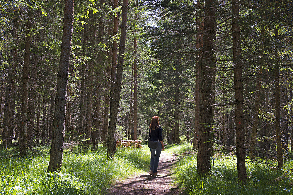 Walker in spruce forest, South Tyrol (Alto Adige), Italy