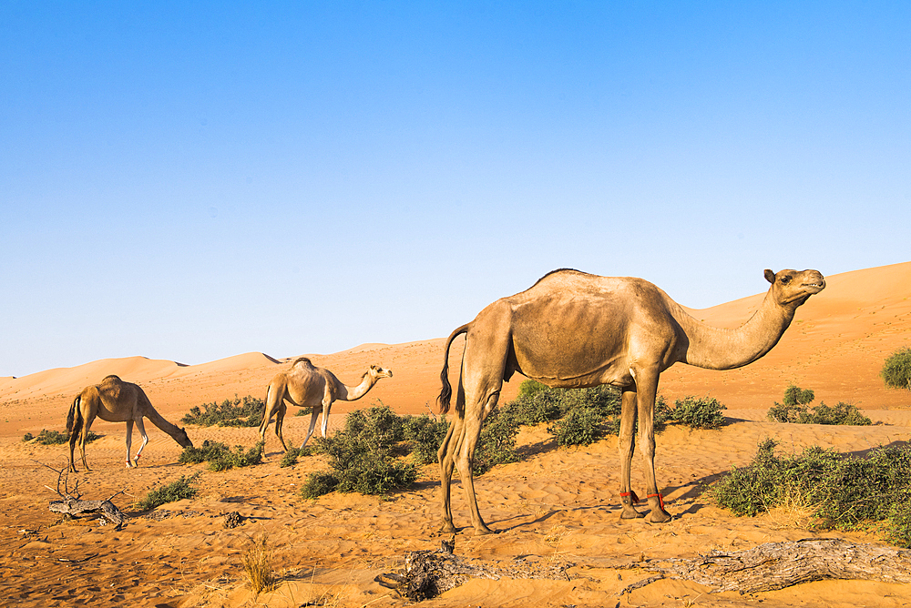 Camels in the Sharqiya Sands, formerly Wahiba Sands, desert region, Sultanate of Oman, Arabian Peninsula