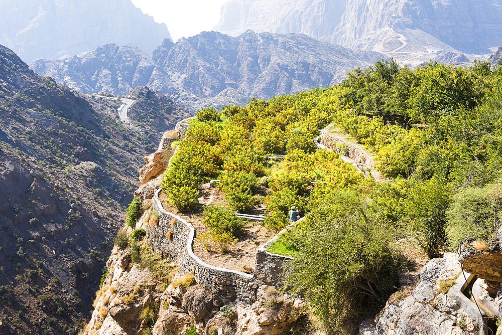 Terraced fields of the perched villages (Al Ain) (Al Agur) of Jabal Al Akhdar (Green Mountains), Sayq Plateau, Sultanate of Oman, Arabian Peninsula