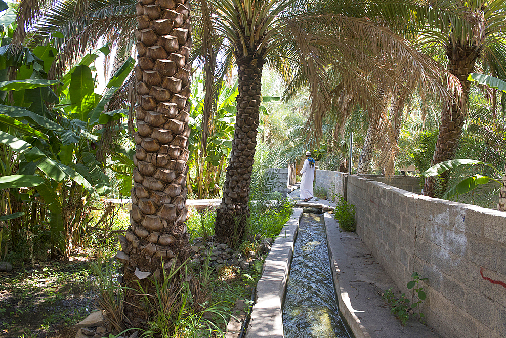 Irrigation canal in the palm grove at Birkat Al Mouz in the Al Dakhliya region at the foothills of Jebel Akhdar, The Falaj irrigation system (Falaj Al-Khatmeen) is listed as one of UNESCO World heritages. Sultanate of Oman, Arabian Peninsula, Middle East