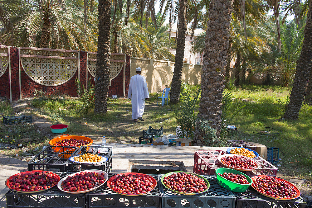 Dates displayed for sale on the roadside near Nakhal,, Sultanate of Oman, Arabian Peninsula