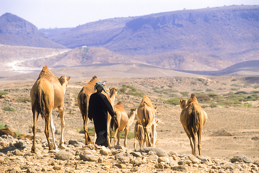 Bedouin and camels, Dhofar, Sultanate of Oman, Arabian Peninsula