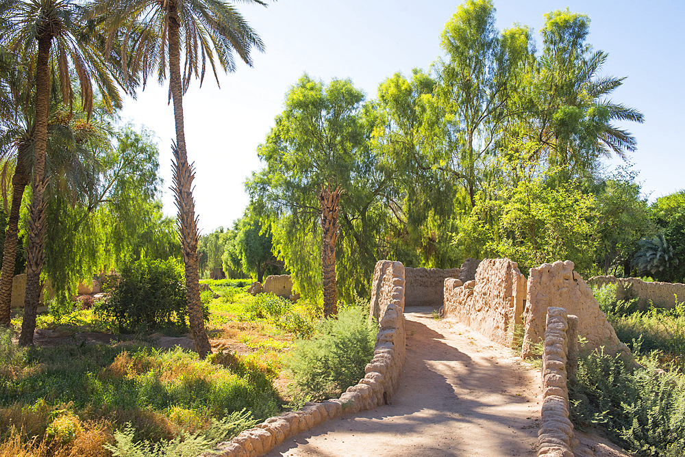 Path inside the Date palm grove in the oasis of AlUla, Medina Province, Saudi Arabia, Middle East