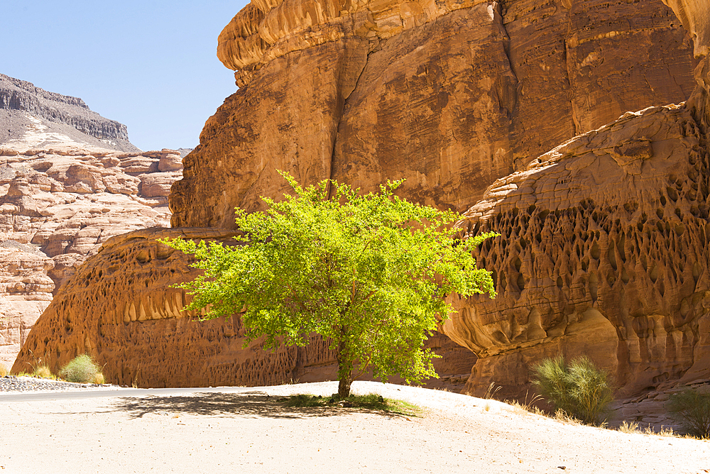 Isolated tree among sandstone rock formation in the desert canyons of the Ashar Valley, Medina Province, Saudi Arabia, Middle East