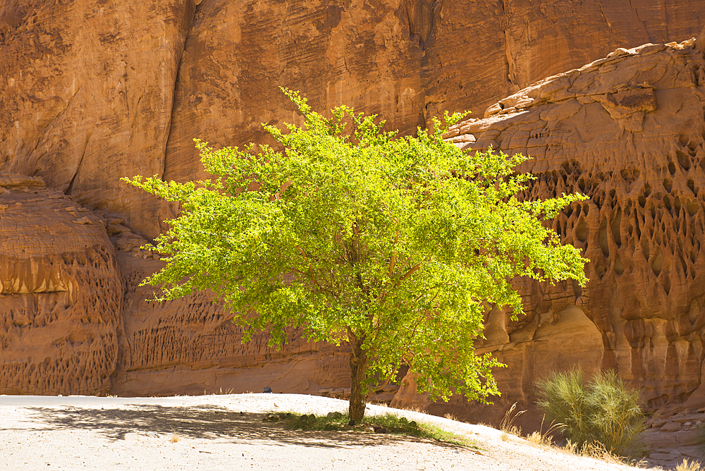 Isolated tree among sandstone rock formation in the desert canyons of the Ashar Valley, Medina Province, Saudi Arabia, Middle East