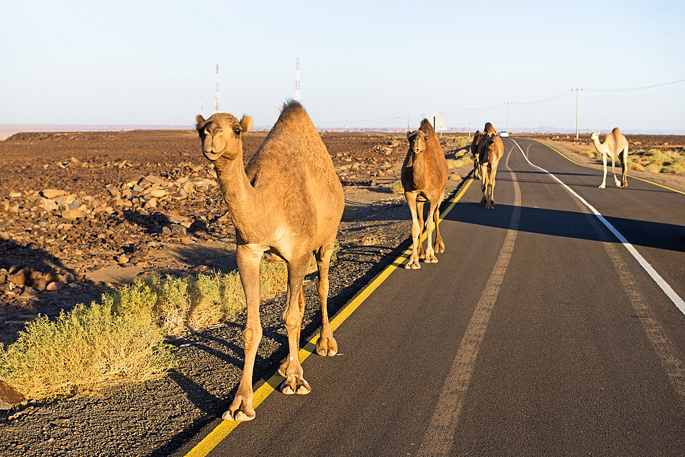 Encounter with dromedaries on the road that crosses the Harrat volcanic plateau, AlUla, Medina Province, Saudi Arabia, Middle East