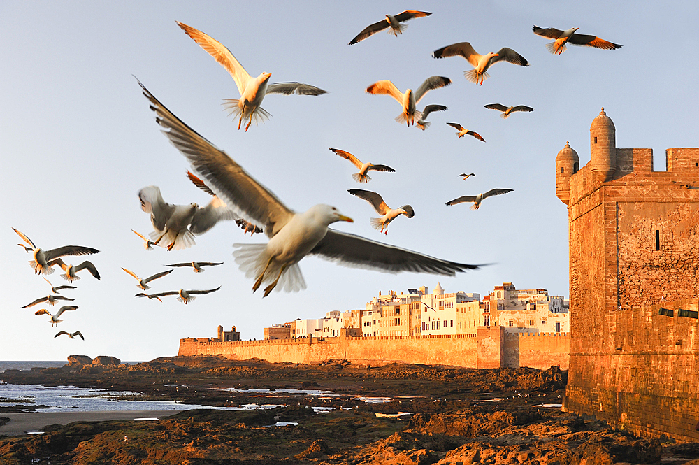 Flock of seagulls over the ramparts and Portuguese citadel with the medina in the background,Essaouira,Morocco,North Africa