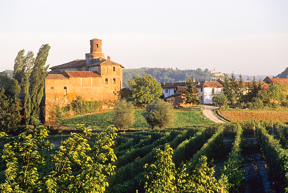 Vineyards around Novello, Province of Cuneo, Piedmont region, Italy, Europe