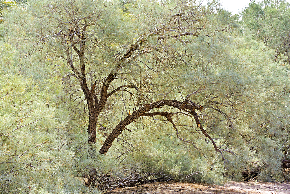 Tamarix aphylla wood at the edge of the palm grove of Zagora, Draa River valley, Province of Zagora, Region Draa-Tafilalet, Morocco, North West Africa