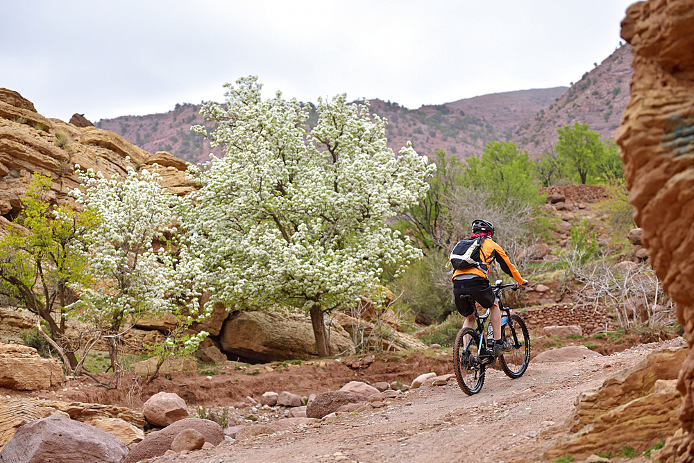 Biker on the path to the perched village of Tighza, Ounila River valley, Ouarzazate Province, region of Draa-Tafilalet, Morocco, North West Africa