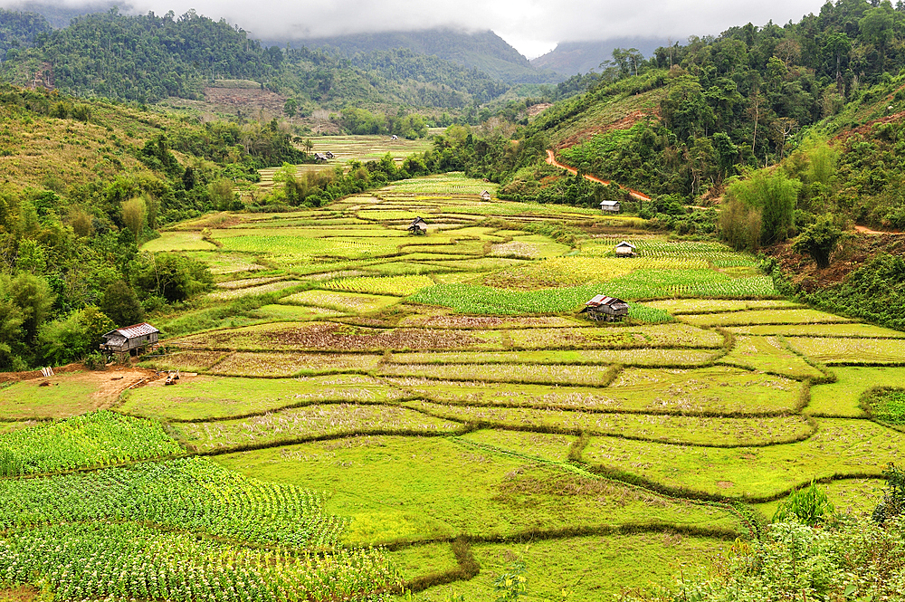 Corn and rice fields in the area around Nong Khiaw, Luang Prabang Province, Laos, Southeast Asia