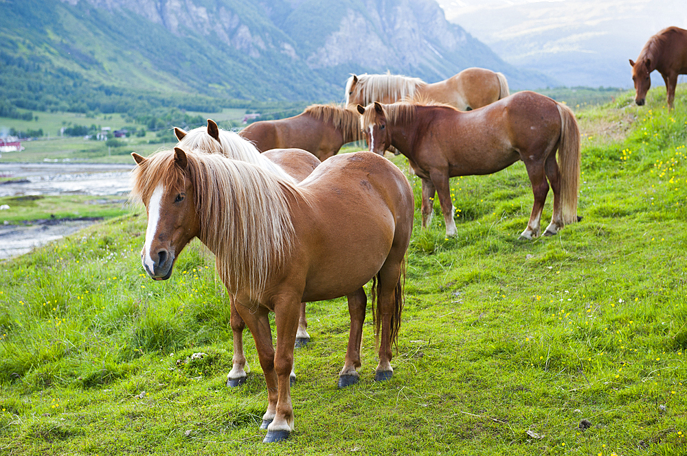 Lyngshest horses, Solvik Gard,region of Lyngen,County of Troms,Norway,Northern Europe