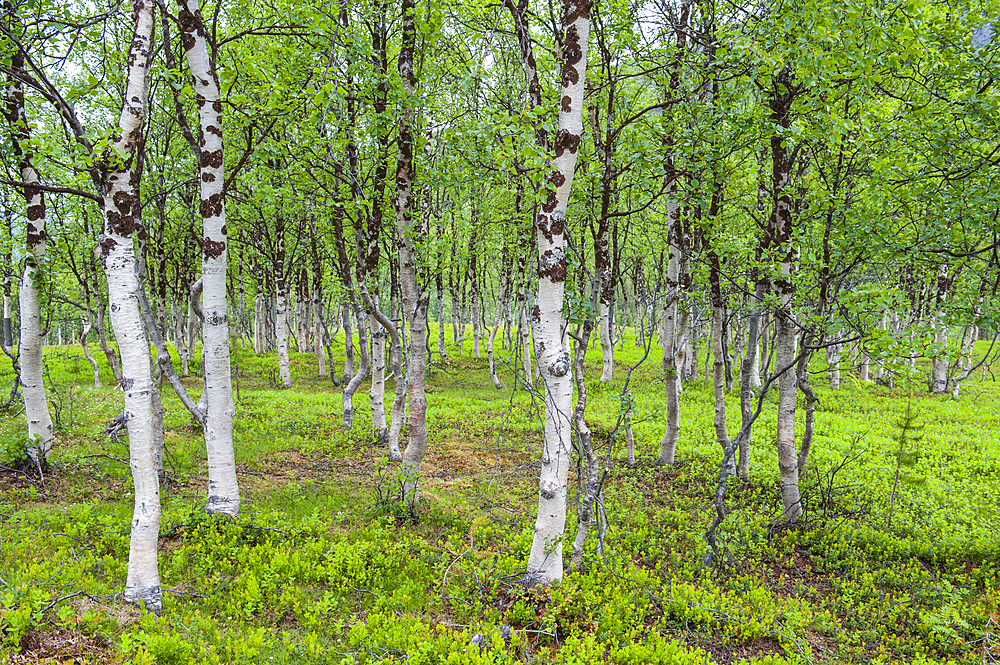 Birch wood,Nordmannvikdalen valley,region of Lyngen,County of Troms,Norway,Northern Europe