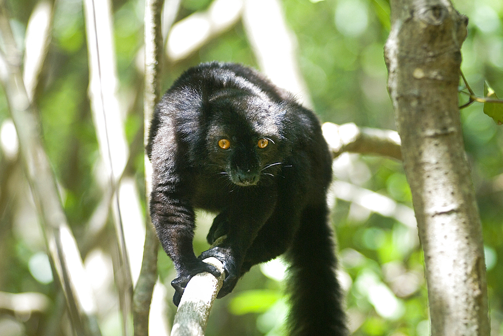 Male Black lemur,Strict Nature Reserve of Lokobe, National Park,Nosy Be island,Republic of Madagascar,Indian Ocean