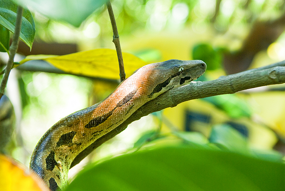 Boa,Acrantophis madagascariensis,Strict Nature Reserve of Lokobe, National Park,Nosy Be island,Republic of Madagascar,Indian Ocean