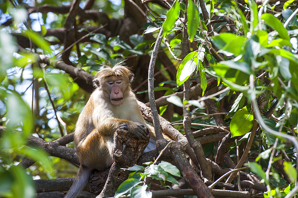 Toque macaque (Macaca sinica) at the road side, Sri Lanka, Indian subcontinent, South Asia