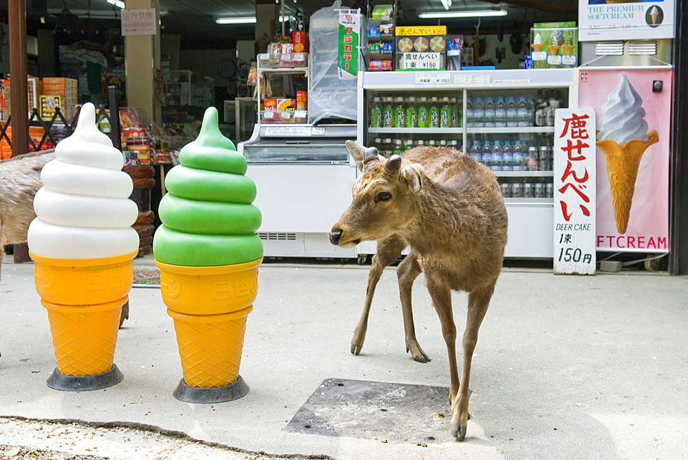 Fallow deer at the entrance of a drugstore
