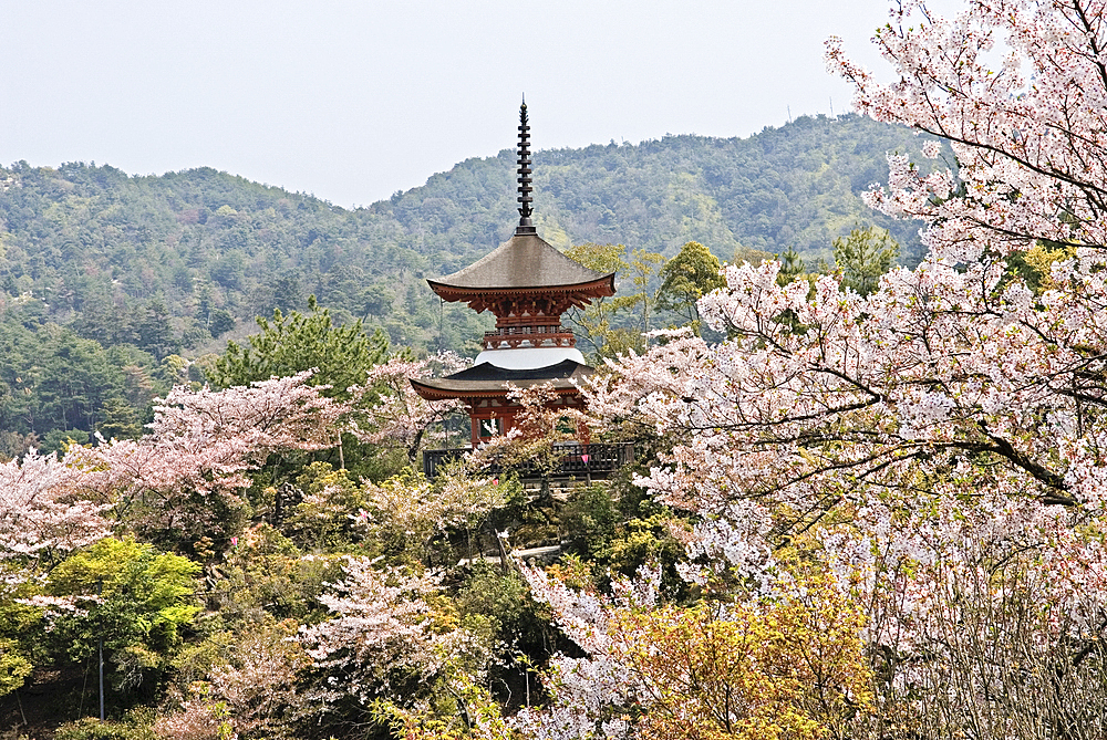 Two-storied Tahoto Pagoda surrounded by cherry blossoms, Miyajima island, off Hiroshima, Japan