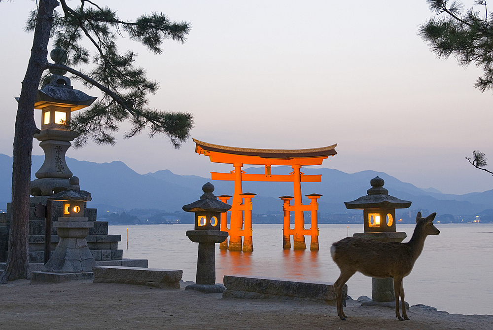 Stone lanterns and fallow deer in front of the iconic torii at the Itsukushima Shrine, on Miyajima island, hiroshima Prefecture, Japan