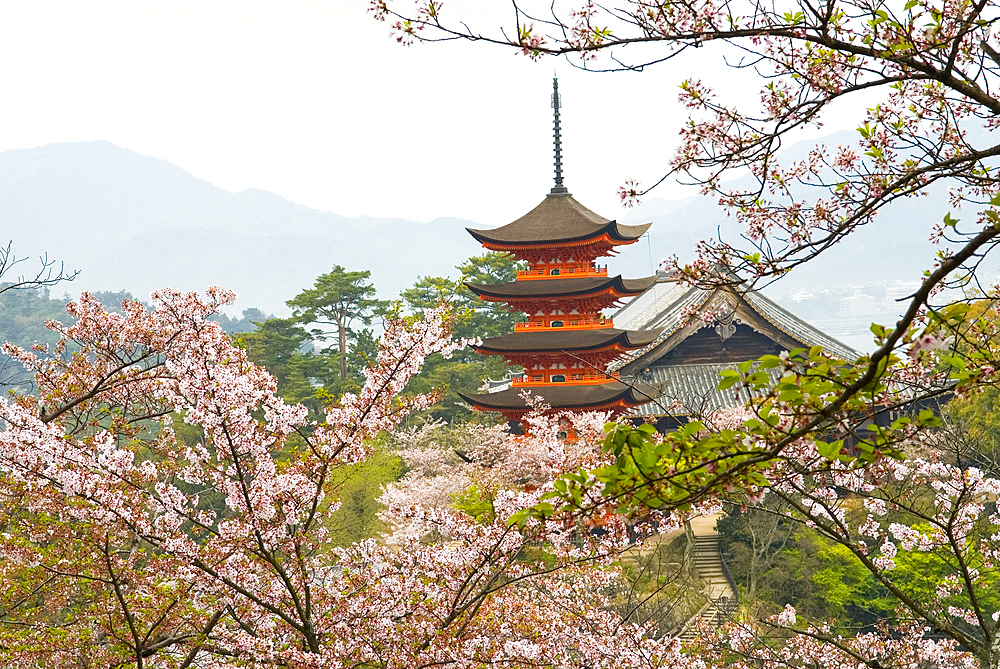 Five-Tiered Pagoda surrounded by cherry blossoms, Miyajima island, off Hiroshima, Japan