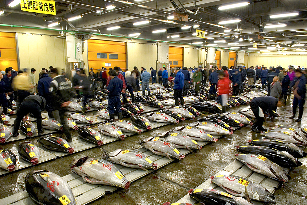 Tuna auction in the former fish market of Tsukiji, Tokyo, Japan
