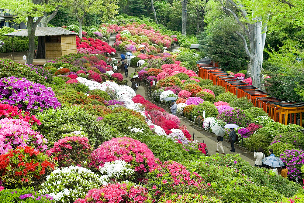 Azaleas (Rhododendron) garden of the Nezu-jinja Shrine, located in Bunkyo district north of Tokyo, Japan