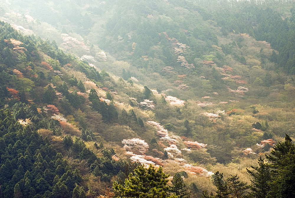 Cherry blossoms dot forests, Hakone, Japan