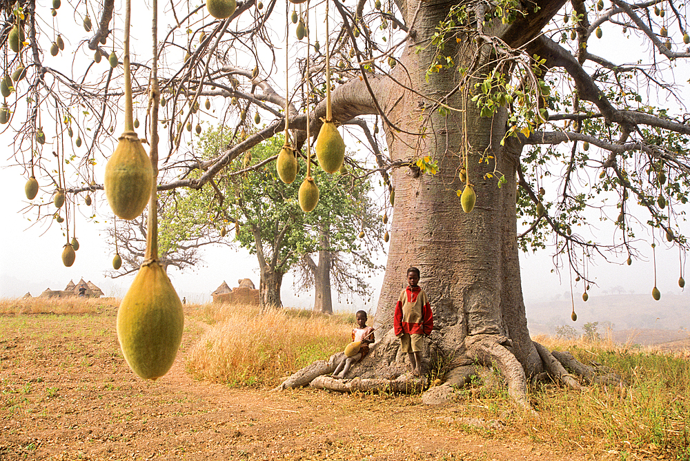 Children under a baobab tree, Betammarinbe village in the area around Natitingu, Atakora department, northwestern Benin, Africa