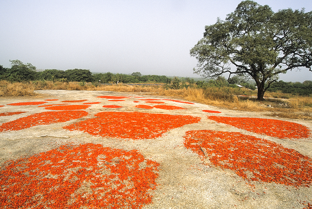 Red chilli peppers drying, Benin, Africa