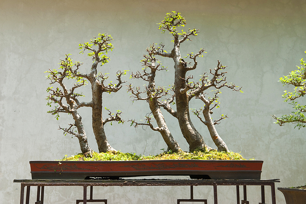 Bonsai,Lou Lim Leoc garden,Macau,Special Administrative Region,China,Asia