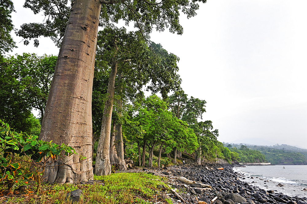 Baobab trees on the edge of shore on the north coast of Sao Tome Island, Republic of Sao Tome and Principe,Africa