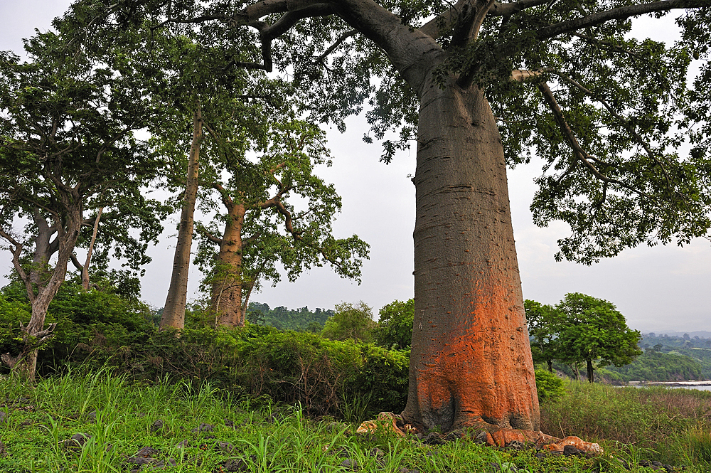 Baobab trees on the edge of shore on the north coast of Sao Tome Island, Republic of Sao Tome and Principe,Africa