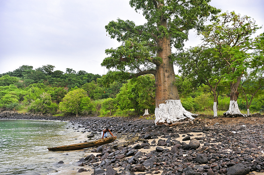 Man and pirogue near a baobab tree by the small cove Lagoa Azul on the north coast of Sao Tome Island, Republic of Sao Tome and Principe,Africa