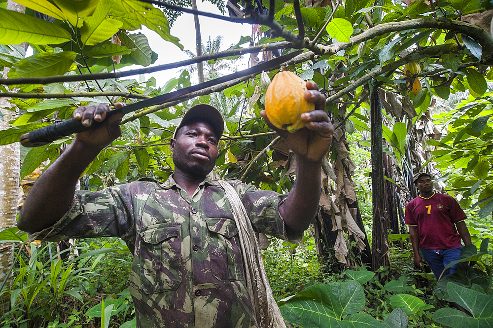 Cocoa pods harvesting in a plantation of Sao Tome Island, Republic of Sao Tome and Principe,Africa