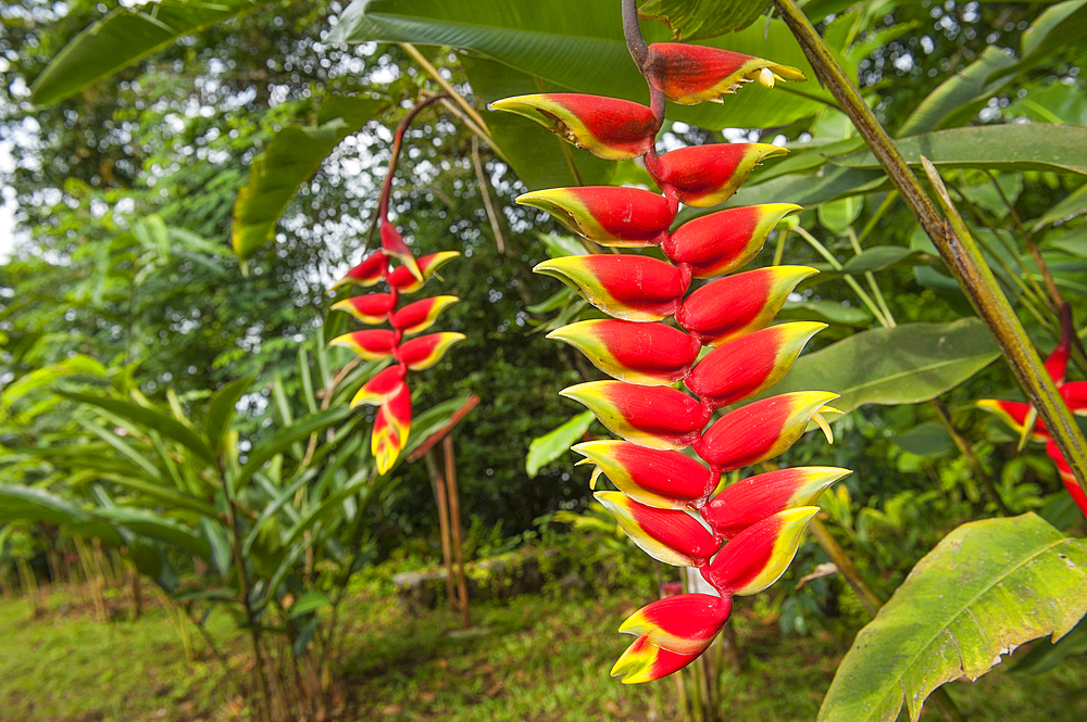 Heliconia Rostrata inflorescence,Obo Natural Park,Sao Tome Island, Republic of Sao Tome and Principe,Africa