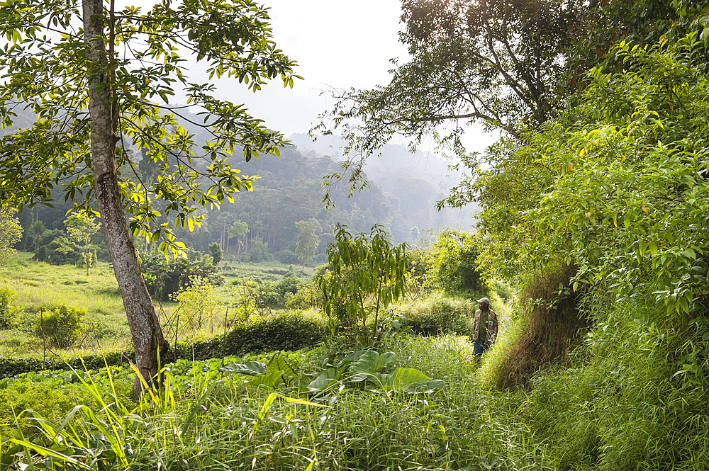 Cultivated fields adjoining the Obo Natural Park,Sao Tome Island, Republic of Sao Tome and Principe,Africa