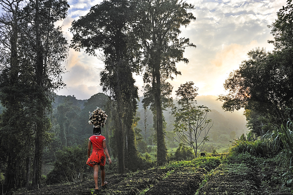 Cultivated fields adjoining the Obo Natural Park,Sao Tome Island, Republic of Sao Tome and Principe,Africa