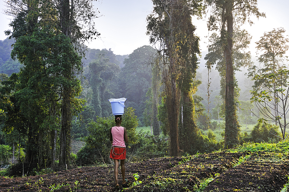 Cultivated fields adjoining the Obo Natural Park,Sao Tome Island, Republic of Sao Tome and Principe,Africa
