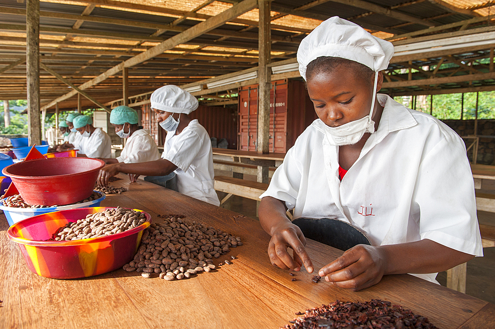 Peeling of roasted cocoa beans at Nova Moca site owned by Claudio Corallo,Sao Tome Island, Republic of Sao Tome and Principe,Africa