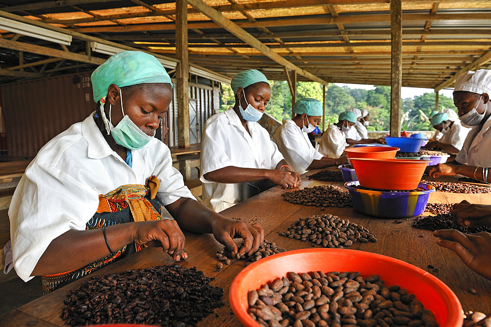 Peeling of roasted cocoa beans at Nova Moca site owned by Claudio Corallo,Sao Tome Island, Republic of Sao Tome and Principe,Africa