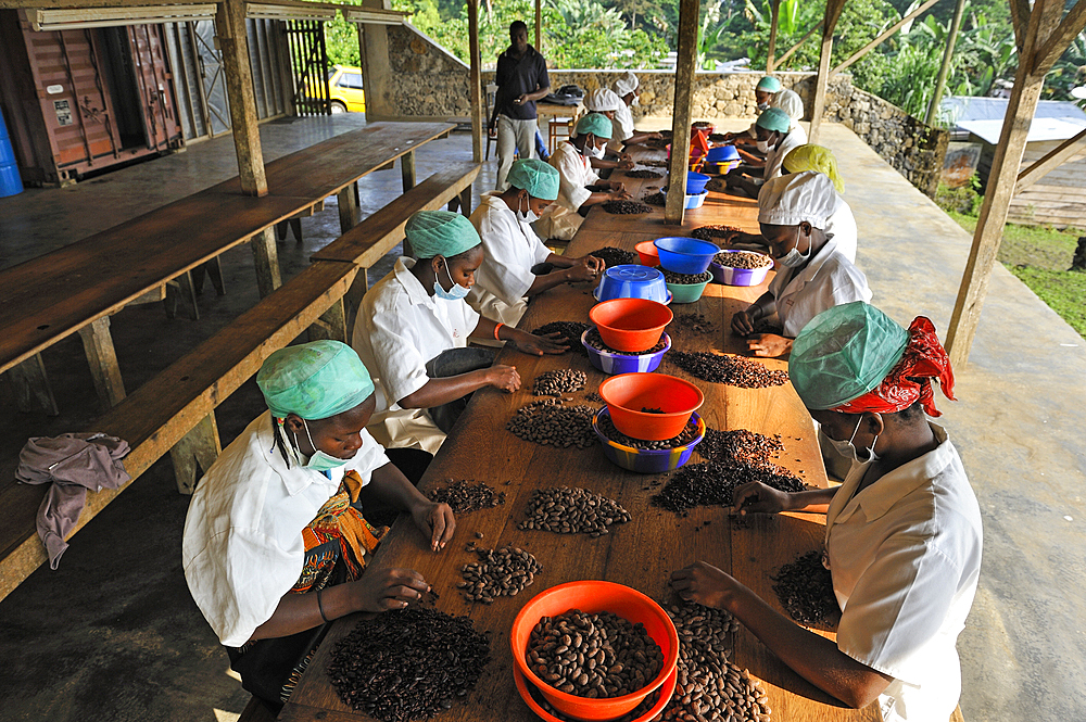 Peeling of roasted cocoa beans at Nova Moca site owned by Claudio Corallo,Sao Tome Island, Republic of Sao Tome and Principe,Africa