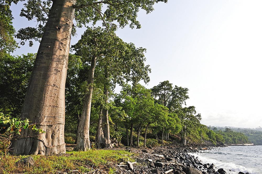 Baobab trees on the edge of shore on the north coast of Sao Tome Island, Republic of Sao Tome and Principe,Africa