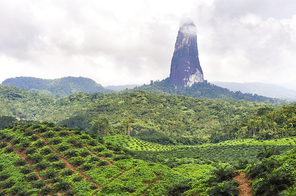 African oil palm plantation with the Pico Cao Grande (Great Dog Peak) in the background,southern part of Sao Tome Island, Republic of Sao Tome and Principe,Africa
